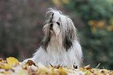 SHIH TZU 199